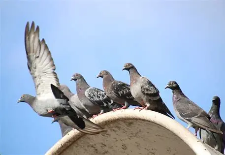 Plusieurs pigeons perchés sur le rebord d’un bâtiment en ville.