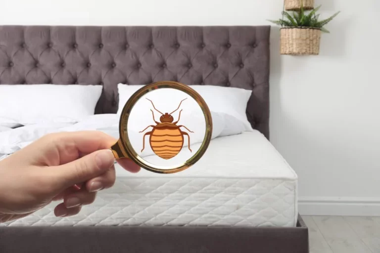 Photo d'une punaise de lit observée à l'aide d'une loupe, avec un lit en arrière-plan.