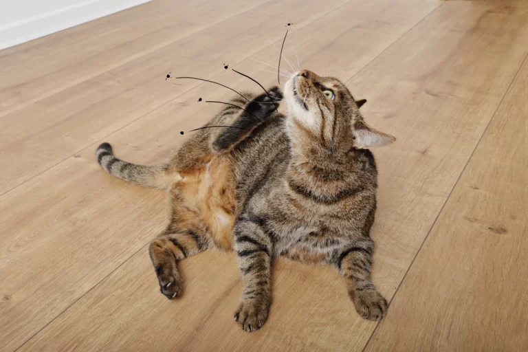 Puces chat qui se gratte