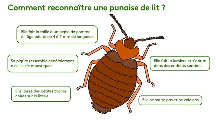 Caractéristiques d'une punaise de lit : forme, taille, et couleur.
