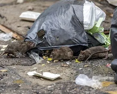 Plusieurs rats sur un sac poubelle à Paris.