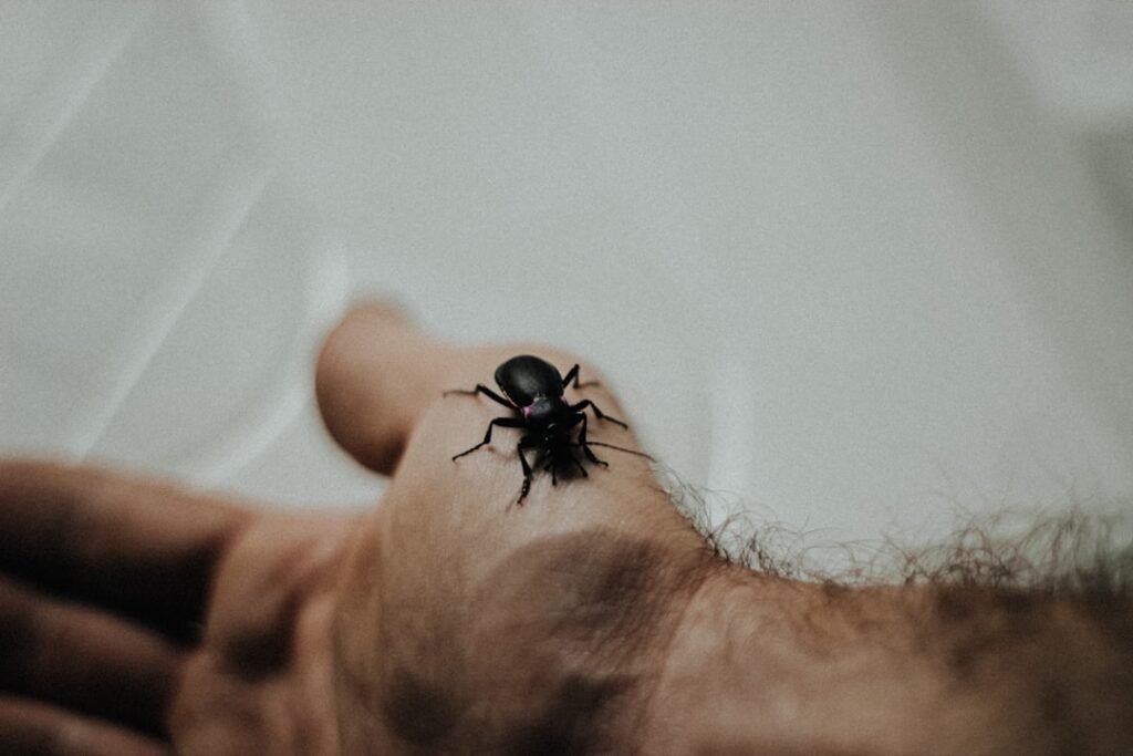 Prix traitement punaises de lit Île-de-France : Tarifs 2025 et Pièges à éviter