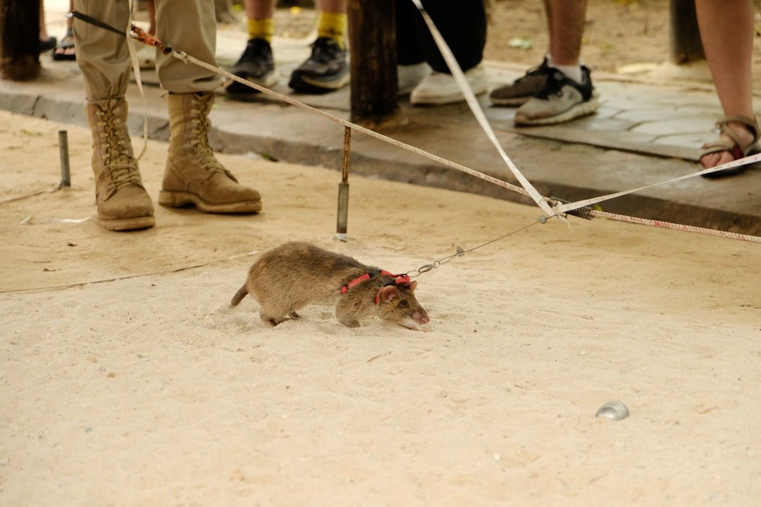 Rat ou Souris comment identifier le rongeur chez vous — free download
