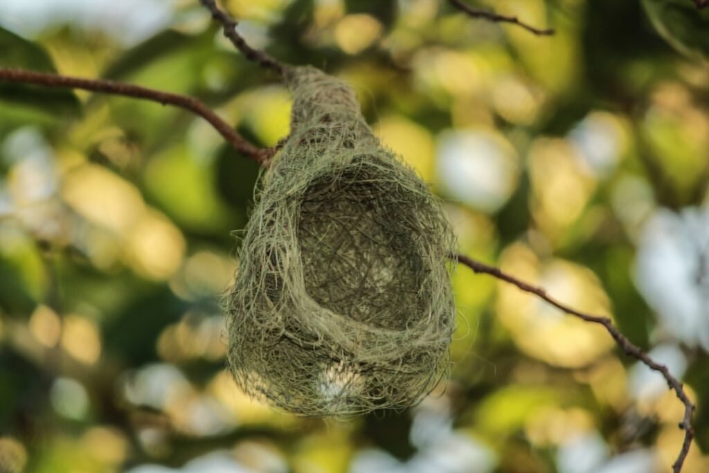 Destruction nid de guêpes 92 et 93 : Danger et intervention rapide