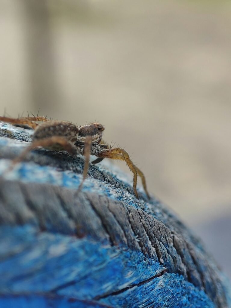 Entreprise agréée punaise de lit : Comment choisir un expert fiable en IDF ?