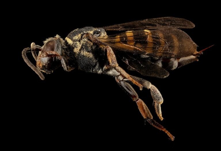 Invasion de cafards dans la cuisine : Les solutions professionnelles qui marchent