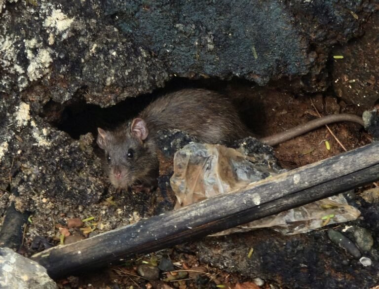 Maladies transmises par les rats : La Leptospirosis en Île-de-France (Danger réel)