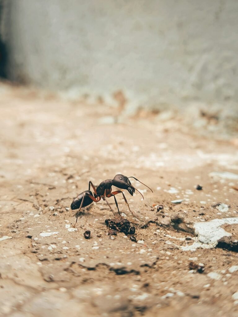 Mites alimentaires ou mites de vêtements ? Comment faire la différence et traiter