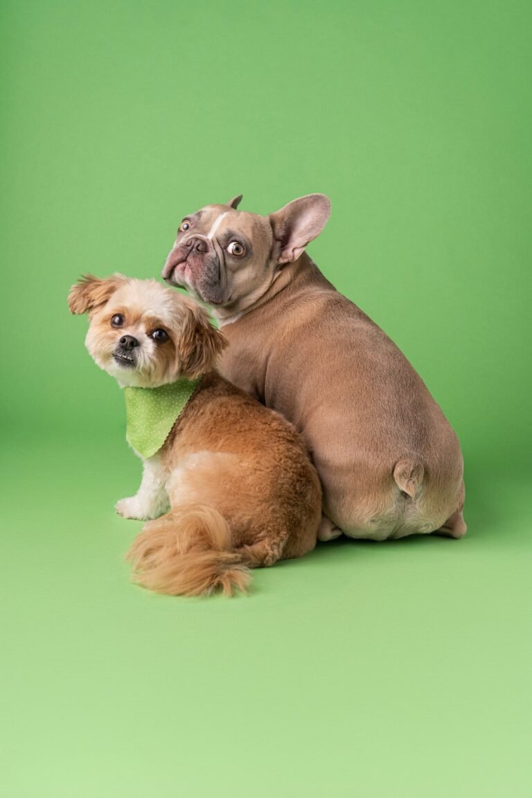 Puces de parquet : Pourquoi elles attaquent vos jambes même sans animaux ?