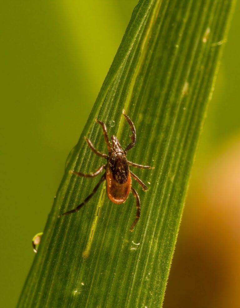 Pourquoi SECURIPEST est l'expert n°1 des nuisibles en Île-de-France ?