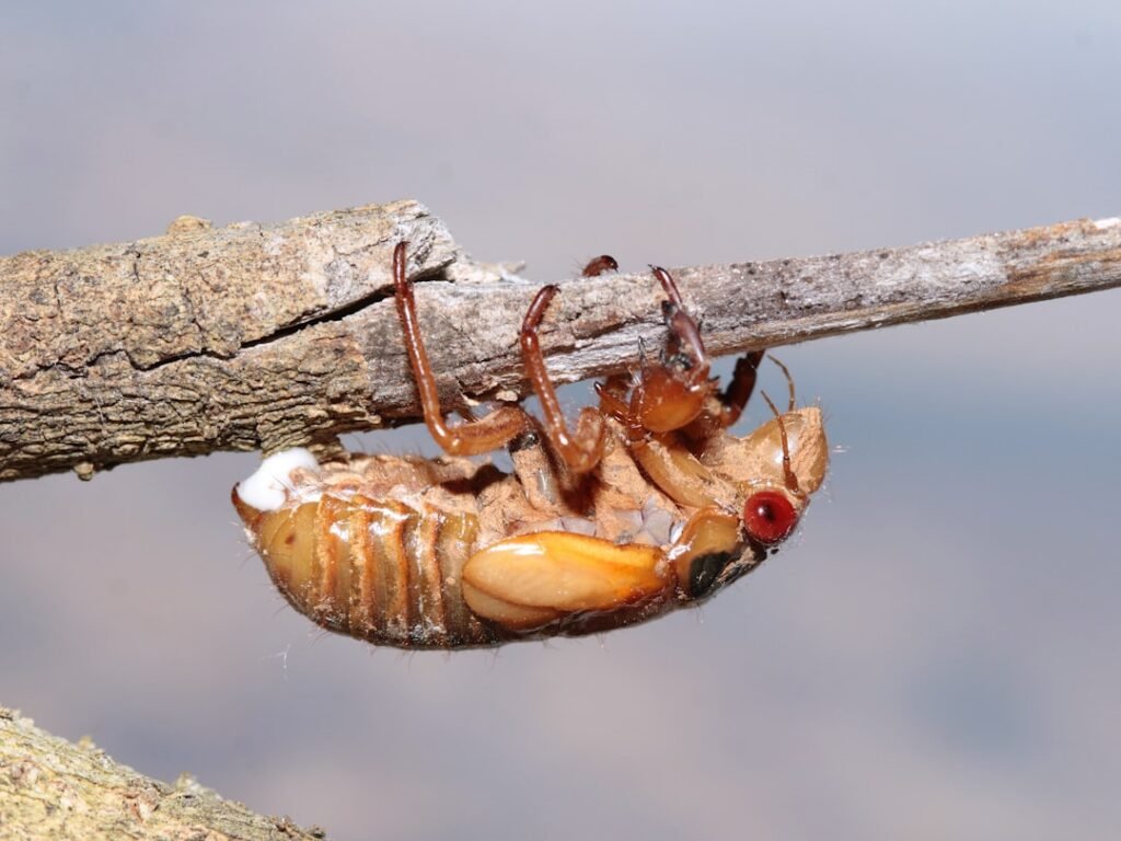 Les risques pour la santé liés aux excréments de cafards