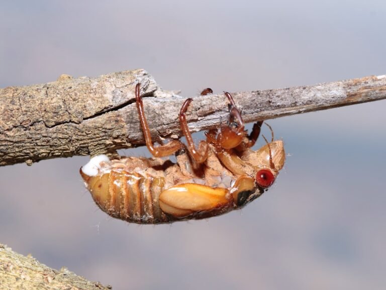 Les risques pour la santé liés aux excréments de cafards