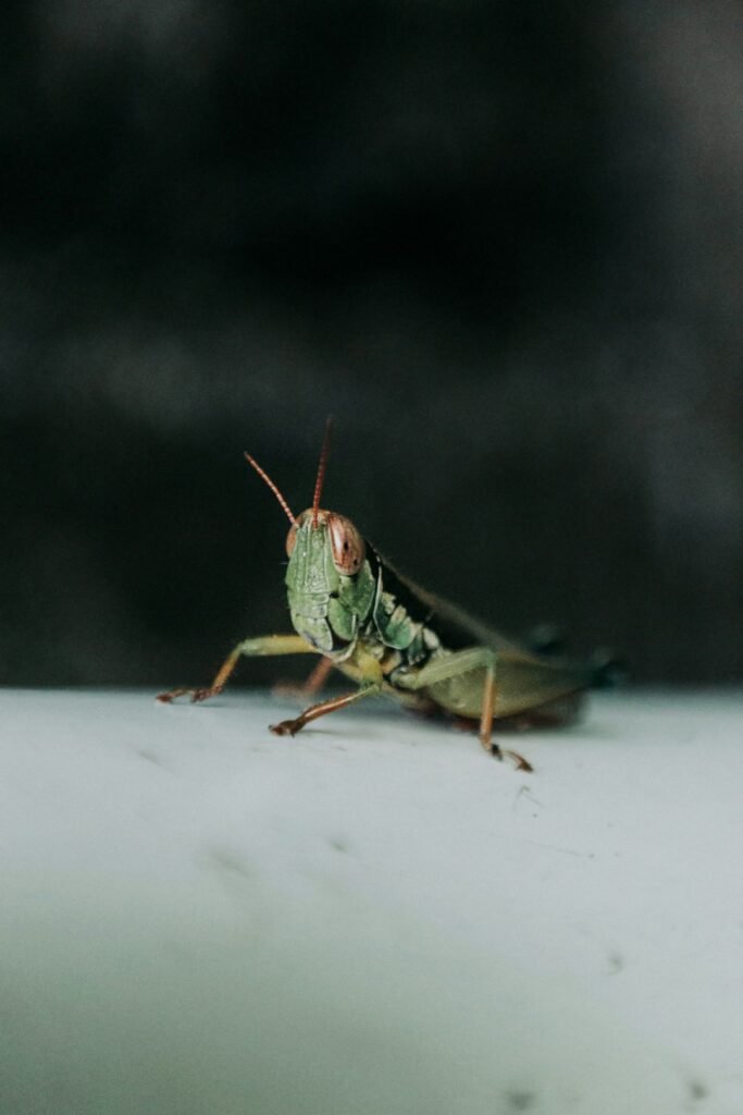 Désinsectisation cafards : Combien ça coûte une intervention ?