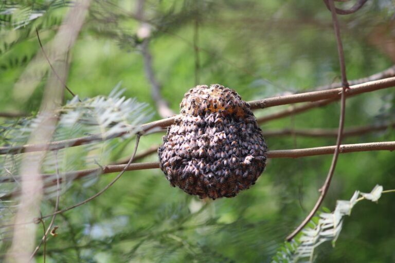 Allergie piqûre de guêpe : les signes qui doivent alerter (Choc anaphylactique)