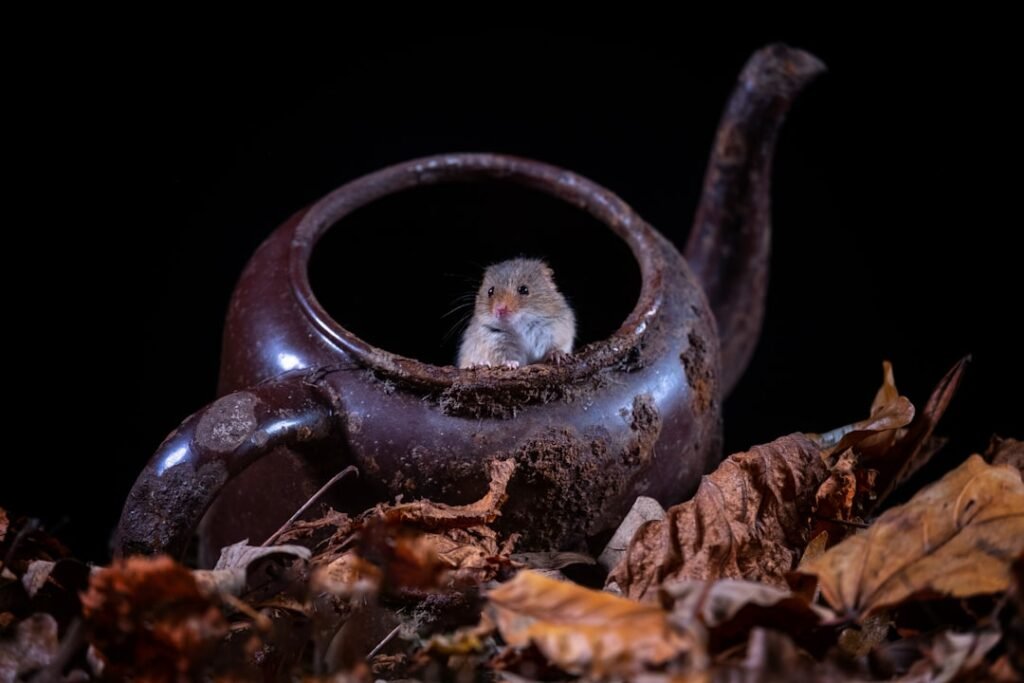 Comment reboucher les trous pour empêcher les souris de passer ?