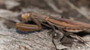 Infestation de cafards en copropriété : le rôle du syndic