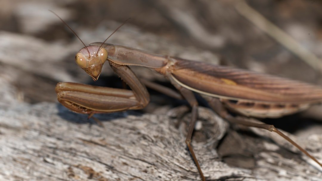 Infestation de cafards en copropriété : le rôle du syndic