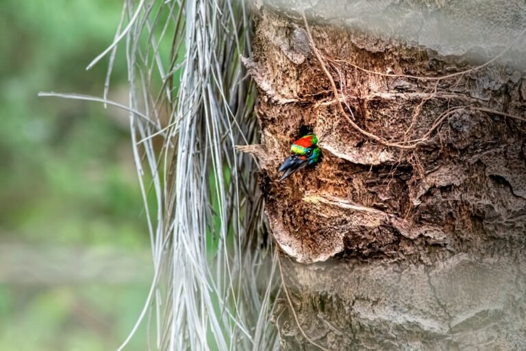 Frelon européen vs Frelon asiatique : lequel est le plus dangereux ?