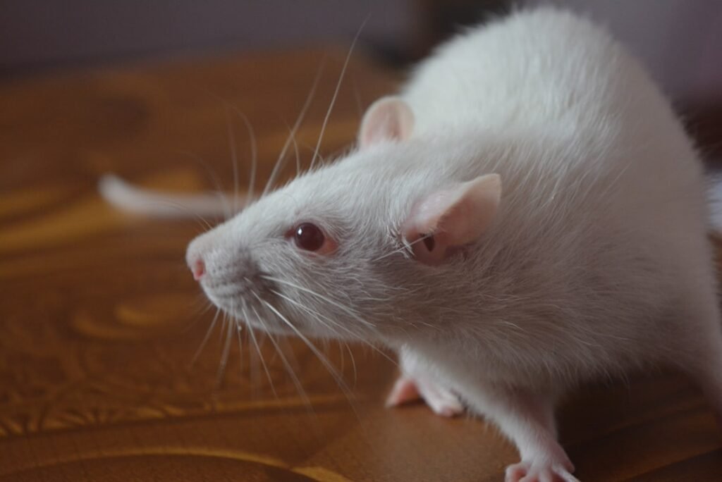 Les rats peuvent-ils ronger le béton et les câbles électriques ?