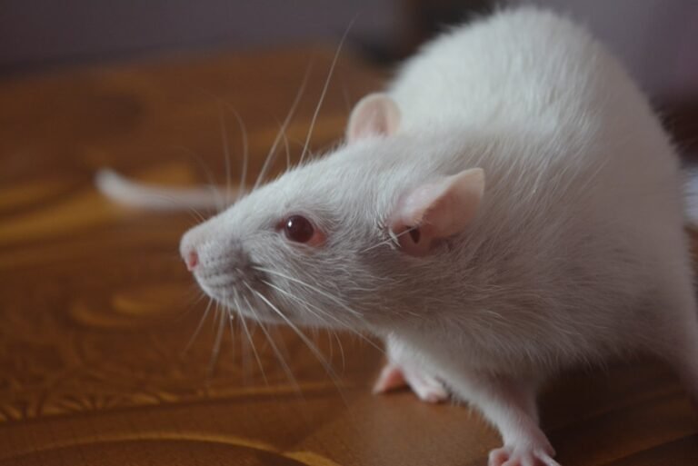 Les rats peuvent-ils ronger le béton et les câbles électriques ?