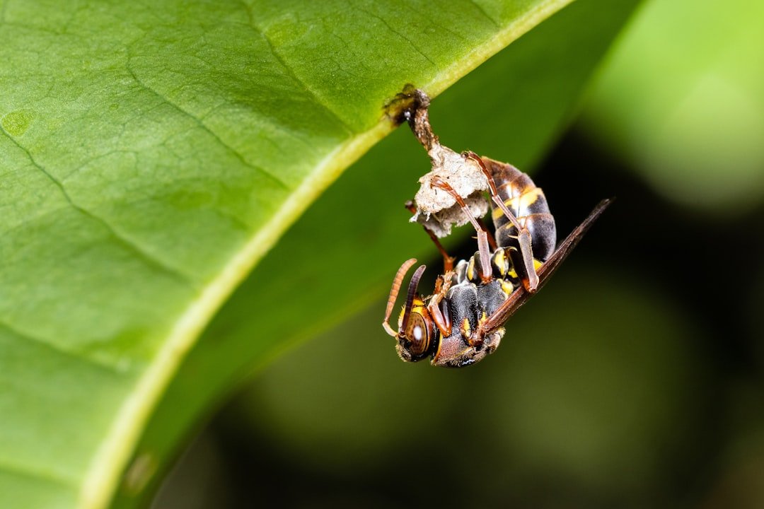 Différence entre guêpe, abeille, bourdon et frelon Guide visuel — free download