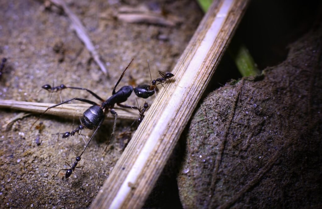 Invasion de fourmis volantes : pourquoi ça arrive d'un coup ?