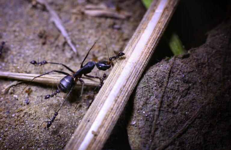 Invasion de fourmis volantes : pourquoi ça arrive d'un coup ?