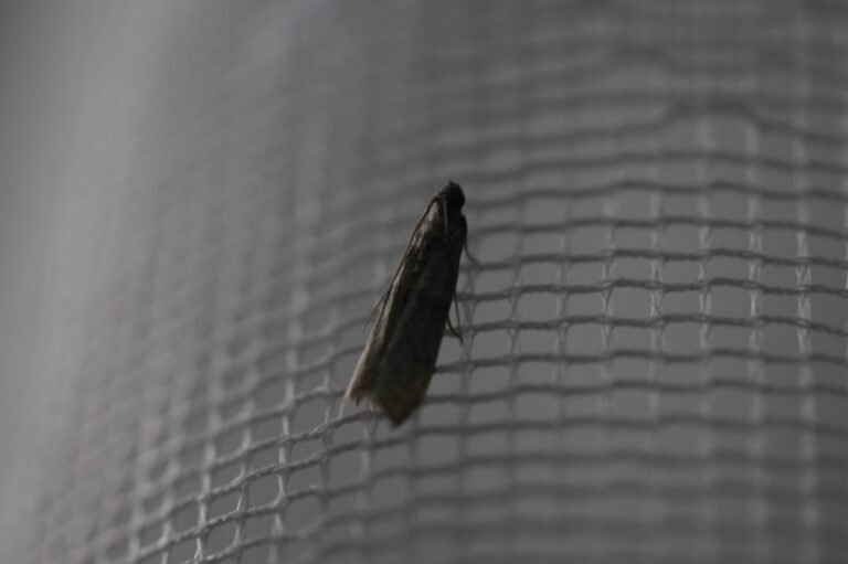 Les housses anti-punaises de lit : arnaque ou protection réelle ?