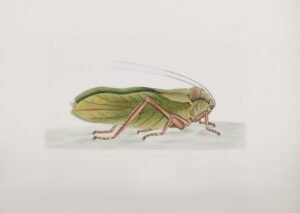 Traitement de choc anti-cafards : la nébulisation expliquée