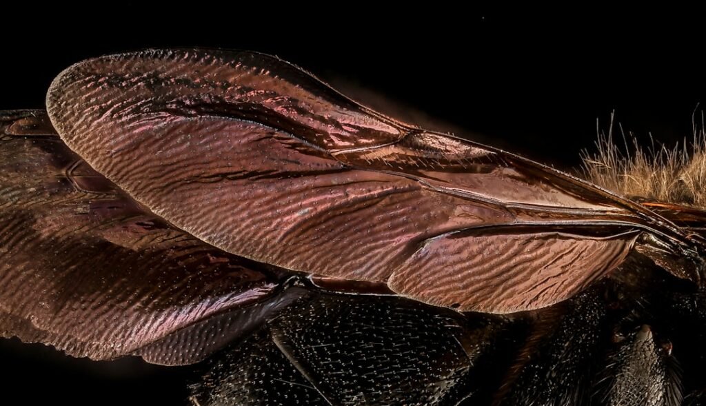 Œufs de cafards (Oothèques) : où se cachent-ils dans la cuisine ?
