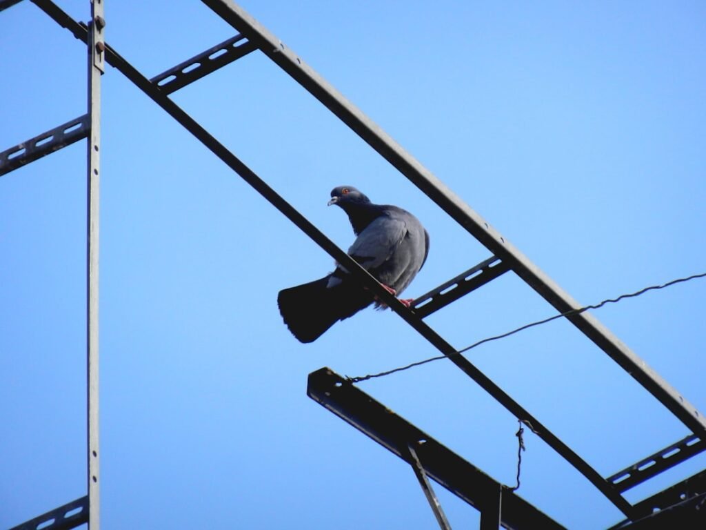 Pics anti-pigeons et filets : quelle est la meilleure solution ?