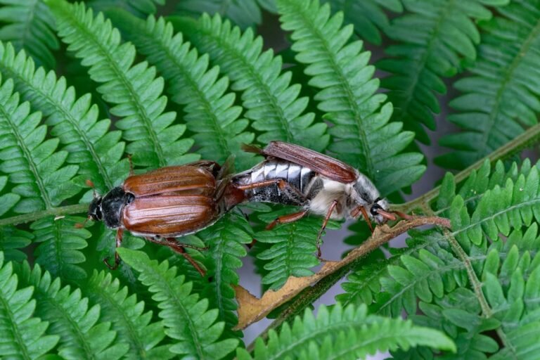 Traitement cafards à Saint-Maur-des-Fossés (94)