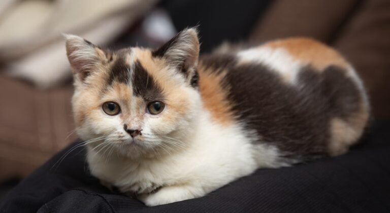 Dératisation Paris 13ème : Problèmes de souris dans les immeubles