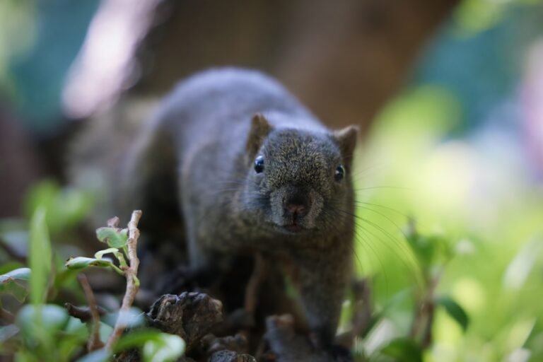 Dératiseur à Aubervilliers (93) : Stop aux rats et souris