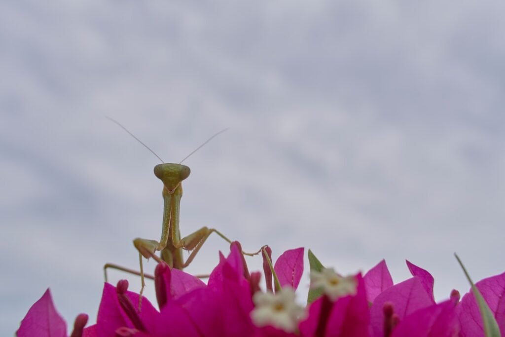 La gale : est-ce considéré comme un nuisible de maison ?