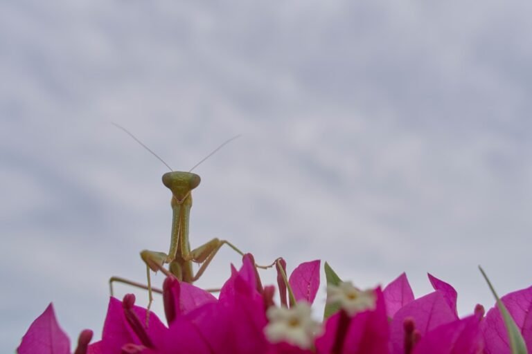 La gale : est-ce considéré comme un nuisible de maison ?