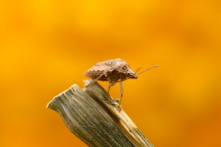 Nuisibles à Choisy-le-Roi (94) : Intervention rapide