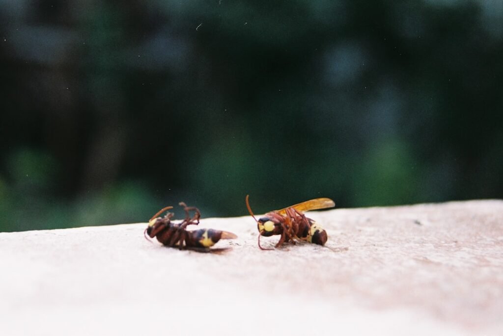 Rénovation de maison ancienne : attention aux nuisibles cachés