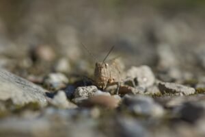 Acide borique contre les cafards : recette et précautions
