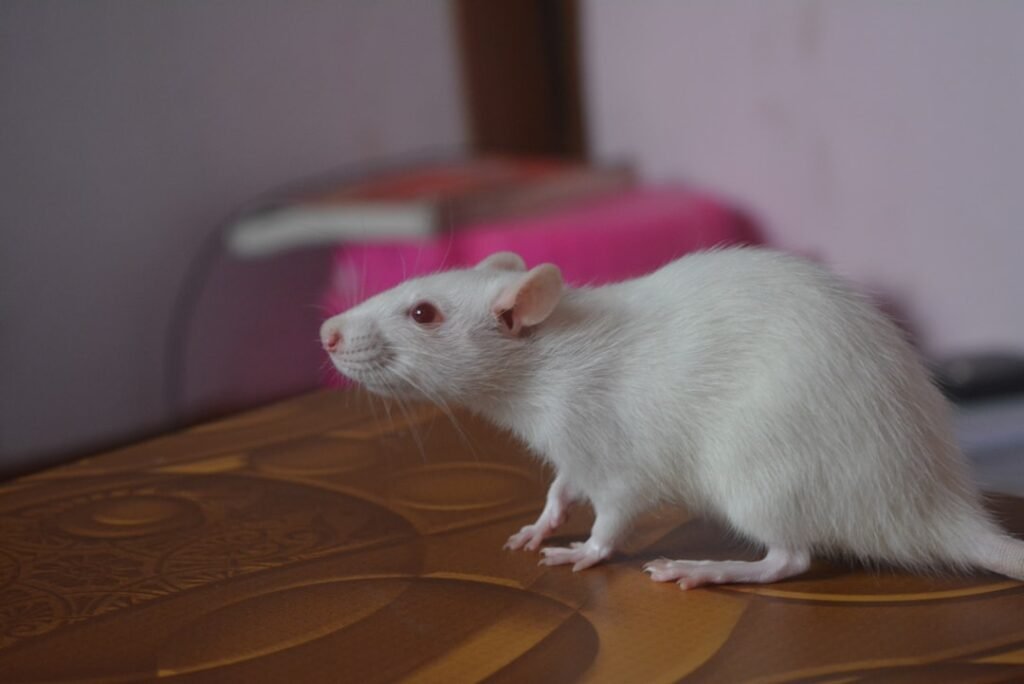 Dératisation à Savigny-le-Temple (77)
