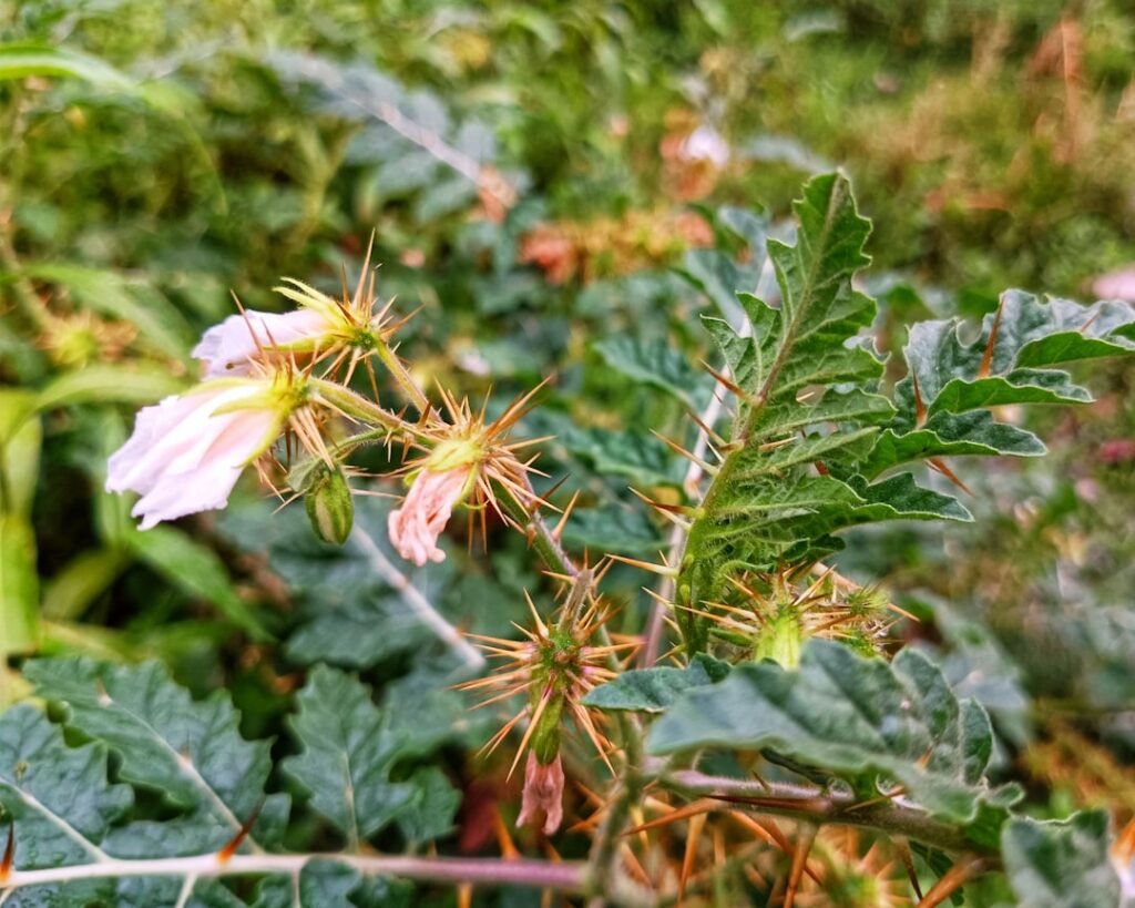 Fumigène anti-cafard : pourquoi c'est souvent une erreur ?