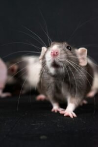 Grillage anti-rongeur : quelle maille choisir pour être efficace ?