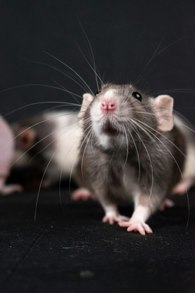 Grillage anti-rongeur : quelle maille choisir pour être efficace ?