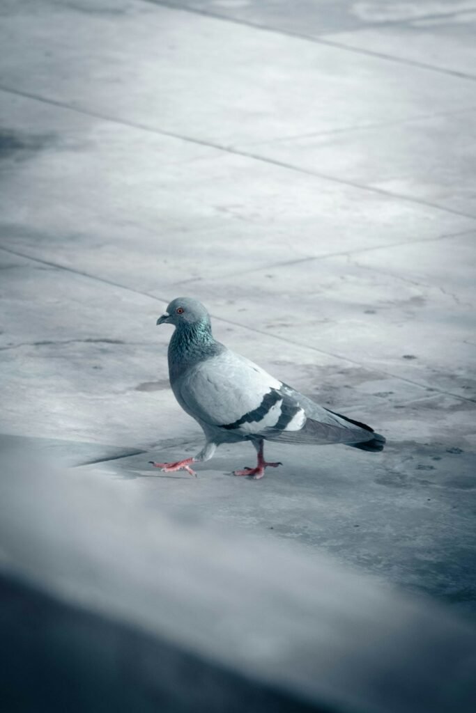 Comment installer un filet anti-pigeon soi-même ?