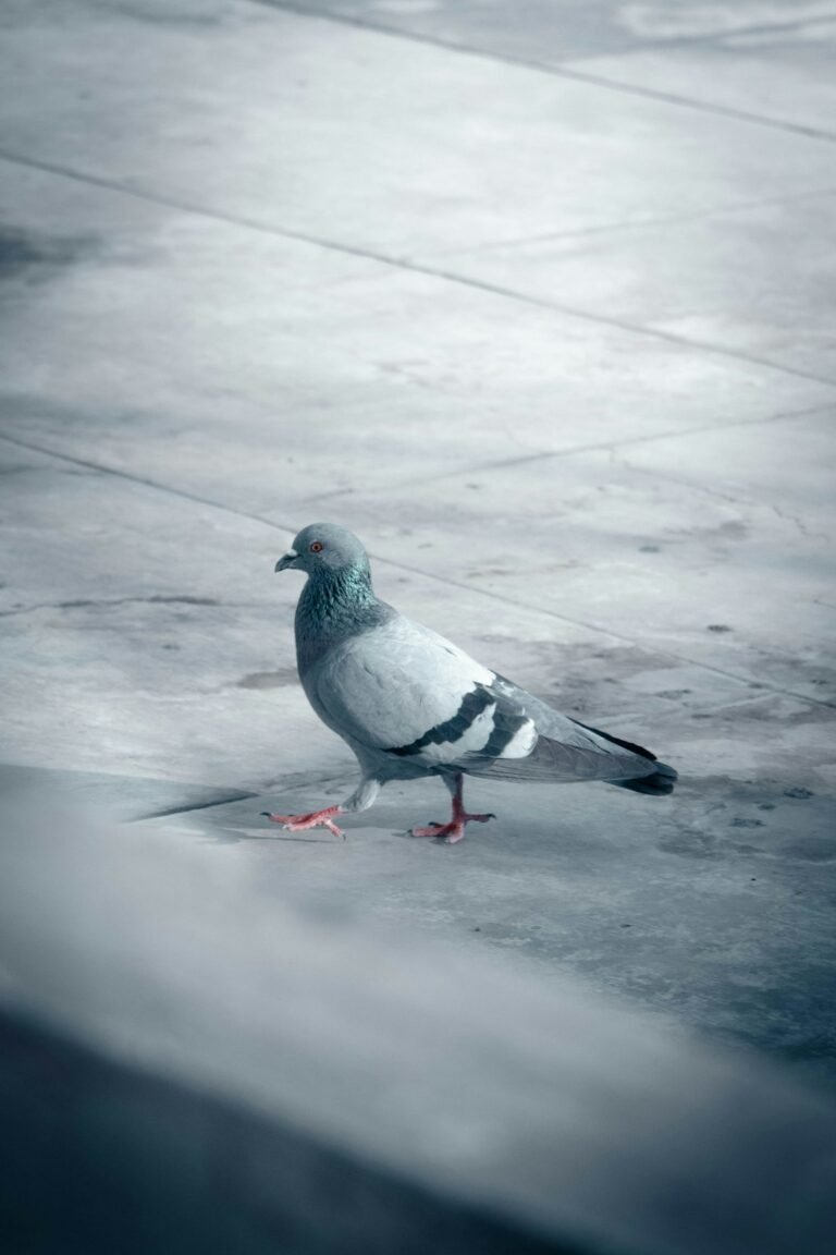 Comment installer un filet anti-pigeon soi-même ?