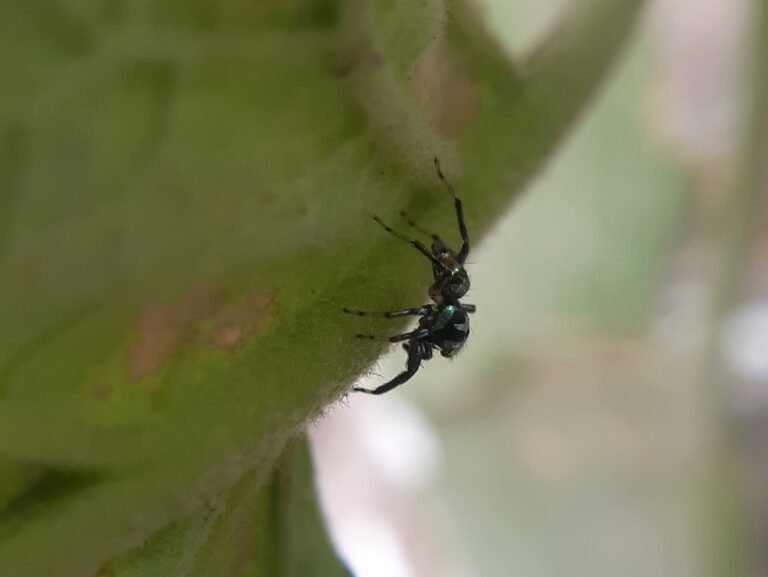 Moucherons dans les plantes : astuces pour les éliminer