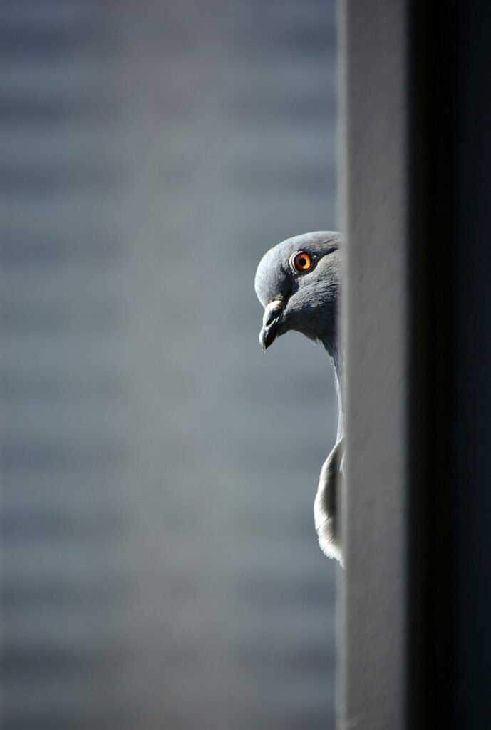 Nettoyage fientes de pigeons : danger et méthode