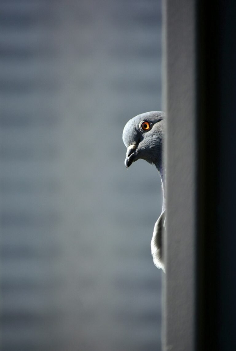 Nettoyage fientes de pigeons : danger et méthode