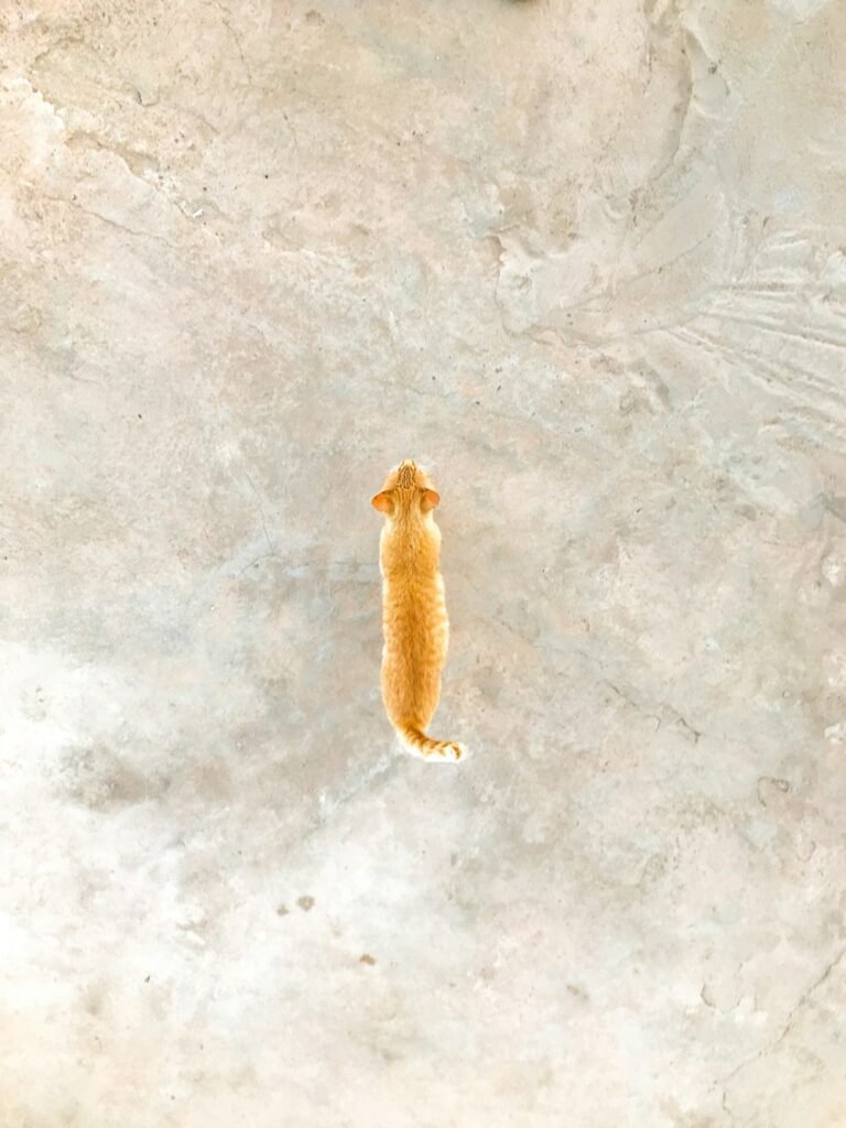 Mon chat a des puces mais ne sort pas : d'où viennent-elles ?