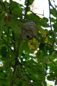 Frelon asiatique : le piège bouteille est-il sélectif ?